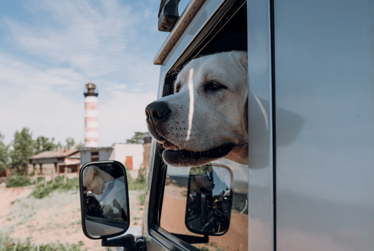 how-to-spot-a-fraudulent-pet-transport-company